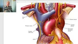 Anatomy of the thorax in Arabic 2023 (Phrenic nerve), by Dr. Wahdan