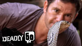 Dangerous Monocled Cobra | Deadly 60 | BBC Earth Kids