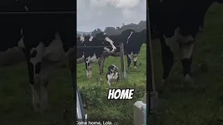 Sweet Dog Thinks She is a Cow #funny #funnyvideo #fyp #shorts