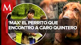 Caro Quintero fue hallado por perrito 'Max' entre matorrales