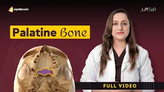 Palatine Bone | Anatomy of Nasal Cavity | Medical Student Notes | sqadia.com