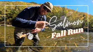 Fishing for ATLANTIC SALMON on the SPEY ROD - The Fall Chase - MARGAREE River's SKYE & WARDS pools