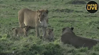 safariLIVE - Sunrise Safari - September 17, 2018