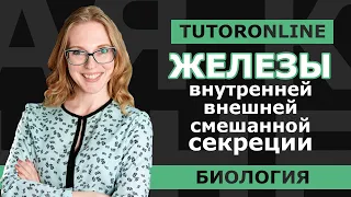 Биология | Железы внутренней, внешней и смешанной секреции