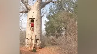 Baobabs converted into water reservoirs in Ampotaka, Madagascar