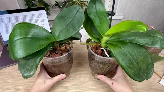 старые орхидеи ОМОЛОЖЕНИЕ, ПЕРЕСАДКА, ПОЛИВ // вопросы и ответы для орхидей