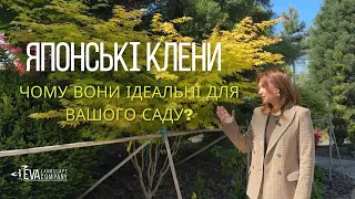 Японські клени: Види та Догляд | Eva Landscape Company