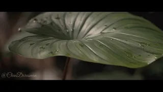 Cinematic Flower Video | Olympus omd Em10 mark3 mark III | Slow Motion direct from camera