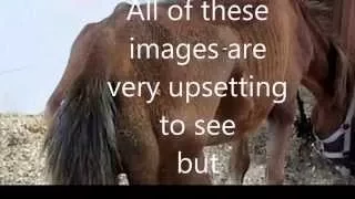 cruelty to horses