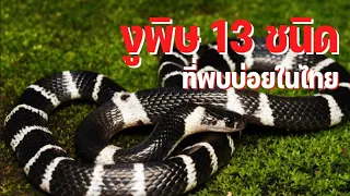 งูพิษ 13 ชนิดที่พบบ่อยในประเทศไทย #งู #งูพิษ #งูไทย #งูที่พบบ่อย #สารคดีสั้น