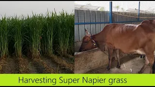 Super Napier grass for Dairy Farming in Tamil Nadu @ 9790987145 / High yielding green fodder grass