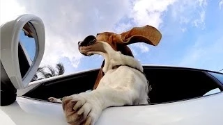 GoPro: The Dog and The Porsche