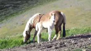 Haflinger filly Testing out legs