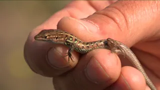 Prioriterre Réserve de la plaine de Maures: Une biodiversité fragile