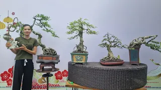 PAN CITY 510 🌺 Clip Đặc biệt - Bonsai Mua 1 tặng 1 miễn ship toàn quốc, Kiều hùng, Linh sam, me 🦚