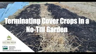 Terminating Cover Crops in a No-Till Garden, March 22, 2022