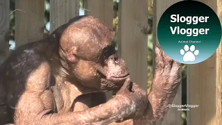 Jambo The Hairless Chimp Relaxing In The Sun