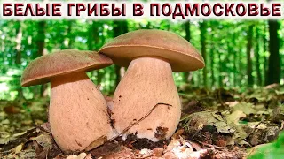 ❗БЕЛЫЕ ГРИБЫ РАДОВАЛИ В ЛЕСАХ ПОДМОСКОВЬЯ. 💥Хочу за грибами 2021!!!