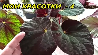 МОИ КРАСОТКИ Бегонии ❤️ Часть 4