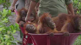 Beautiful Baby Orangutans in Wheelbarrows! (Cuteness Overload)