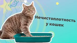 Нечистоплотность у кошек. Почему кошка ходит мимо лотка и что с этим делать?