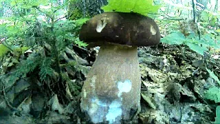 Білі гриби в низинах карпат 06 07 2020