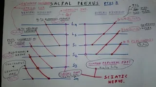 How to draw sacral plexus