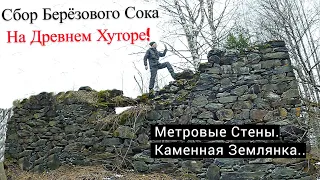 Сбор Берёзового Сока на Заброшенном Хуторе. В Память о Близком .. UHD