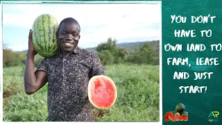 Money is on the ground, one watermelon after another and upto 12-17tonnes per acre & counting !