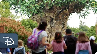 ‘Magic of Disney’s Animal Kingdom’ Returns | National Geographic