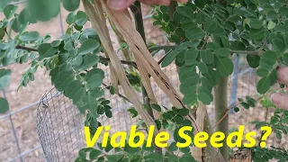 Harvest Moringa Seeds for Planting | Hurricane Hilary Inbound | Early Guavas
