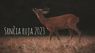 Srnčia ruja 2023 l Roe deer rut