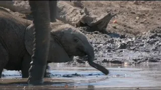 Disneynature's Elephant - Pool Party