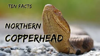 Ten Facts About a Misunderstood Snake, The Northern Copperhead:  Fascinature's Field Guide Series