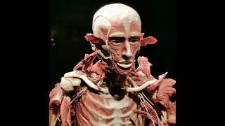 Выставка Body Worlds на ВДНХ