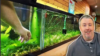 Why My Fish Room is Covered in Algae - Fish Room Update Ep. 127