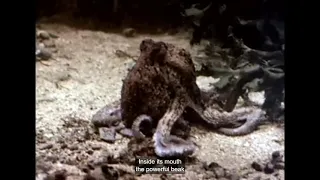 The Love Life of the Octopus (1965)