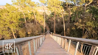 Comment se relaxer ? Promenade 4K, Forêt & Coucher de soleil sur l'Océan. ASMR Chant d'Oiseaux Vague