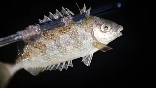 Nyuluh waktu air laut surut kering malam hari dan menombak ikan baronang.