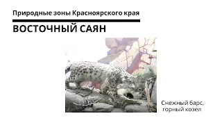 Восточный Саян: снежный барс, горный козел