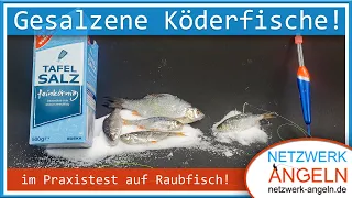 Eingesalzene Köderfische im Praxistest auf Raubfisch!