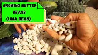 Growing Butter Beans - Harvesting Butter Beans (Lima)