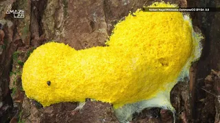 Incredible! Pulsating Slime Mold Caught on Time Lapse Video