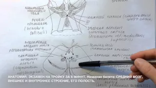 Билет 016. СРЕДНИЙ МОЗГ, ВНЕШНЕЕ И ВНУТРЕННЕЕ СТРОЕНИЕ, ЕГО ПОЛОСТЬ.