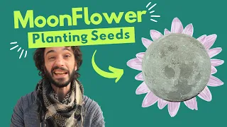 Moon Madness | How to Plant Moonflower Morning Glories for Sweet Evening Scents