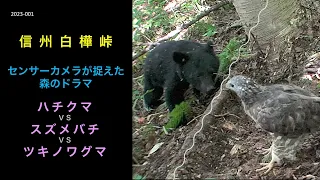 ハチクマ VS スズメバチ VS ツキノワグマ