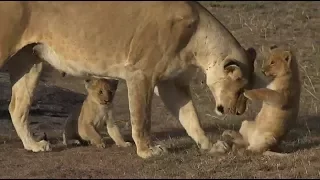 SafariLive Oct 02 - Very cute Mara lion cubs!