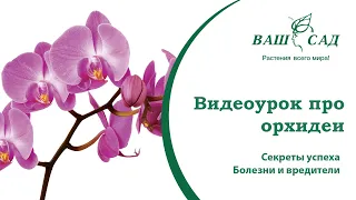 Видеоурок: Орхидея. Секреты успеха. Болезни и вредители. Ваш сад