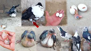 Kabutar ki video kabutar ke bacche Ande se kaise nikalte Hain | 1 day to 30 days baby pigeon grew up