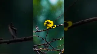 Indian Oriole #indianoriole #blackhoodedoriole #oriolusxanthornus #goldenoriole #rain #bird